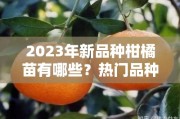 2023年新品種柑橘苗有哪些？熱門品種與種植推薦全解析